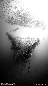 Geometry
Red Sea. Egypt. El Mina wreck. 30 meters deep. ... by Dmitry Vinogradov 